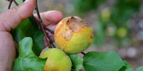 Βερικοκιές στην Αργολίδα χτυπημένες από το χαλάζι - Φωτογραφία: ΑΠΕ-ΜΠΕ/Μπουγιώτης Ευάγγελος