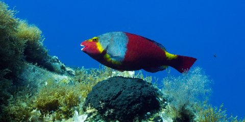 Οσα κρύβει ο βυθός του Αιγαίου! /Φωτογραφία: Intime News/Νίκος Χαλκιόπουλος