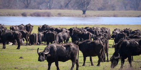 Η ηρεμία της φύσης: Βουβάλια στον Στρυμόνα -Φωτογραφία: ΑΝΤΩΝΗΣ ΝΙΚΟΛΟΠΟΥΛΟΣ/EUROKINISSI