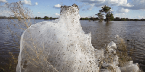 Αραχνοΰφαντο πέπλο καλύπτει την Αυστραλία μετά τις πλημμύρες [εικόνες]