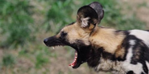 Τα άγρια σκυλιά δεν είναι από τη φύση τους επιθετικά υποστηρίζουν οι ειδικοί [εικόνες]