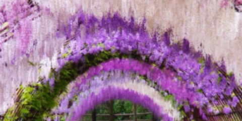 Άνοιξη στην καρδιά του χειμώνα - Οι μαγευτικοί κήποι της Ιαπωνίας [εικόνες] 