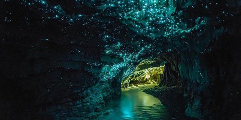 «Εναστρη» σπηλιά στη Νέα Ζηλανδία - Πυγολαμπίδες καλύπτουν την οροφή της