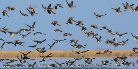 Ενα σμήνος από χήνες στην Ουγγαρία!