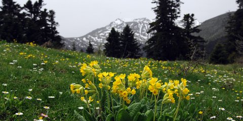 Αντίθεση: Ανθισμένα δακράκια σε υψόμετρο 1.440 μέτρων με φόντο χιονισμένη κορυφή των Αγράφων