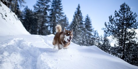 Ο χιονισμένος Σμόλικας!