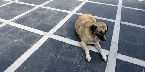 Παγκόσμια Ημέρα των Ζώων την Πέμπτη, 4 Οκτωβρίου -Φωτογραφία: INTIMEnews / INTIMEsports