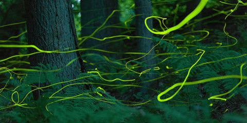 Εντυπωσιακές πυγολαμπίδες τυλίγουν το δάσος