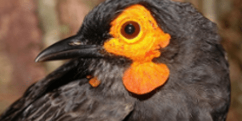 Είκοσι άγνωστα είδη ζώων παρουσιάζουν οι επιστήμονες [εικόνες]