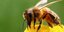 Σοκ στη Ρόδο: Γυναίκα έπεσε νεκρή σε καφετέρια μετά από τσίμπημα μέλισσας