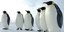 Σοκ: Νεκρόφιλοι αποδεικνύονται οι πιγκουίνοι της Ανταρκτικής