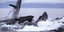Εκπληκτικές φωτογραφίες από κοπάδι φαλαινών την ώρα που κυνηγούν [εικόνες]