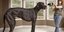 Αυτός είναι ο ψηλότερος σκύλος στον κόσμο