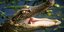 «Τρυφερά τέρατα» οι κροκόδειλοι και οι αλιγάτορες σύμφωνα με τους ειδικούς