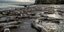 Χιλιάδες νεκρά γιγάντια καλαμάρια ξεβράστηκαν στις ακτές της Καλιφόρνια [εικόνες