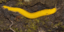 Μία ζωντανή μπανανόφλουδα στις ζούγκλες της Βόρειας Αμερικής [εικόνες]