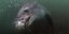Καρέ-καρέ η βουτιά θανάτου πιγκουίνου στα σαγόνια θαλάσσιου κοίτους [εικόνες]