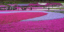 Το ανθισμένο ροζ πάρκο Χιτσουτζιγιάμα φέρνει την Άνοιξη στην Ιαπωνία [εικόνες]