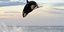 Το κυνήγι μιας φάλαινας και ενός δελφινιού στο μέσο του ωκεανού – Εκπληκτικές φω