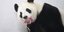 ΦΩΤΟΓΡΑΦΙΑ: Facebook /Pairi Daiza / Benoit Bouchez