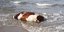 Φωτογραφια: cyclades24.grΜυστήριο με τις αγελάδες και τους ταύρους που ξεβράζονται σε νησιά των Κυκλάδων