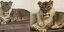 Μυστήριο με τη χαίτη της λέαινας. Φωτογραφία: Oklahoma City Zoo
