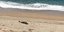 Νεκρό δελφίνι ξεβράστηκε στην Πρέβεζα /Φωτογραφία: epirusgate.blogspot.com