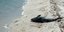 Ενα δελφίνι ξεβράστηκε στην ακτή