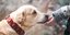 Τα σκυλιά μπορούν να μυρίσουν την ελονοσία στους ανθρώπους/ φωτογραφία: pixabay 