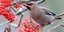 Μεθυσμένα πουλιά στη Μινεσότα (Φωτογραφία: Shutterstock)