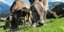 Αγελάδες με κέρατα ή χωρίς; Οι Ελβετοί κάνουν δημοψήφισμα (Φωτογραφία: Pixabay)