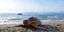 Νεκρή θαλάσσια χελώνα στο Ναύπλιο