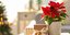 Poinsettia ή Αλεξανδρινό /Φωτογραφία: Shutterstock