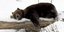 Αρκούδα στα χιόνια/ Φωτογραφία: Twitter