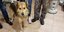 Υιοθετήθηκε ο σκύλος της δολοφονημένης Αγγελικής Πέτρου στην Κέρκυρα(Φωτογραφία: Facebook)