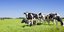 Αγελάδες στην εξοχή (Φωτο: Shutterstock)