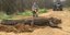 O βιολόγος Μπρεντ Χάουζ ποζάρει με τον τεράστιο αλιγάτορα (Φωτογραφία: Brent Howze via WALB)