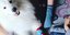 Οικογένεια και ένας σκύλος φορούν διαφορετικές κάλτσες [Φωτογραφία: Instagram)