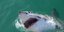 Μέχρι πρόσφατα ο μεγάλος λευκός καρχαρίας θεωρείτο ο απόλυτος κυνηγός
