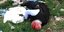 Ο Αντμίρ Μουρατάι κείτεται νεκρός στο έδαφος, με τραύματα στο κεφάλι από πυροβόλο όπλο