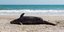 Νεκρό δελφίνι σε παραλία
