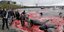 Γεμάτη αίμα η ακτή στις νήσους Φερόε. Εικονίζονται νεκρές φάλαινες
