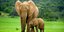Ελέφαντας με το μωρό του 