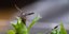 Το μικροσκοπικό γαστερόποδο προκάλεσε πανικό στην Ιαπωνία