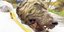 To κεφάλι του προϊστορικού λύκου βρέθηκε στη βόρεια Σιβηρία