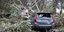Η κακοκαιρία στη Χαλκιδική έριξε δέντρα και προκάλεσε ζημιές σε αυτοκίνητα