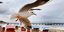 Γλάρος ανοίγει τα φτερά του σε παραλία μια συννεφιασμένη μέρα