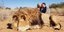 Ζευγάρι φιλιέται ευτυχισμένο πάνω από λιοντάρι που σκότωσε