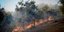 Εικόνα αρχείου από πυρκαγιά σε ελαιόδενδρα