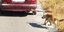 Απερίγραπτο: Σέρνει με το αυτοκίνητο τον σκύλο του